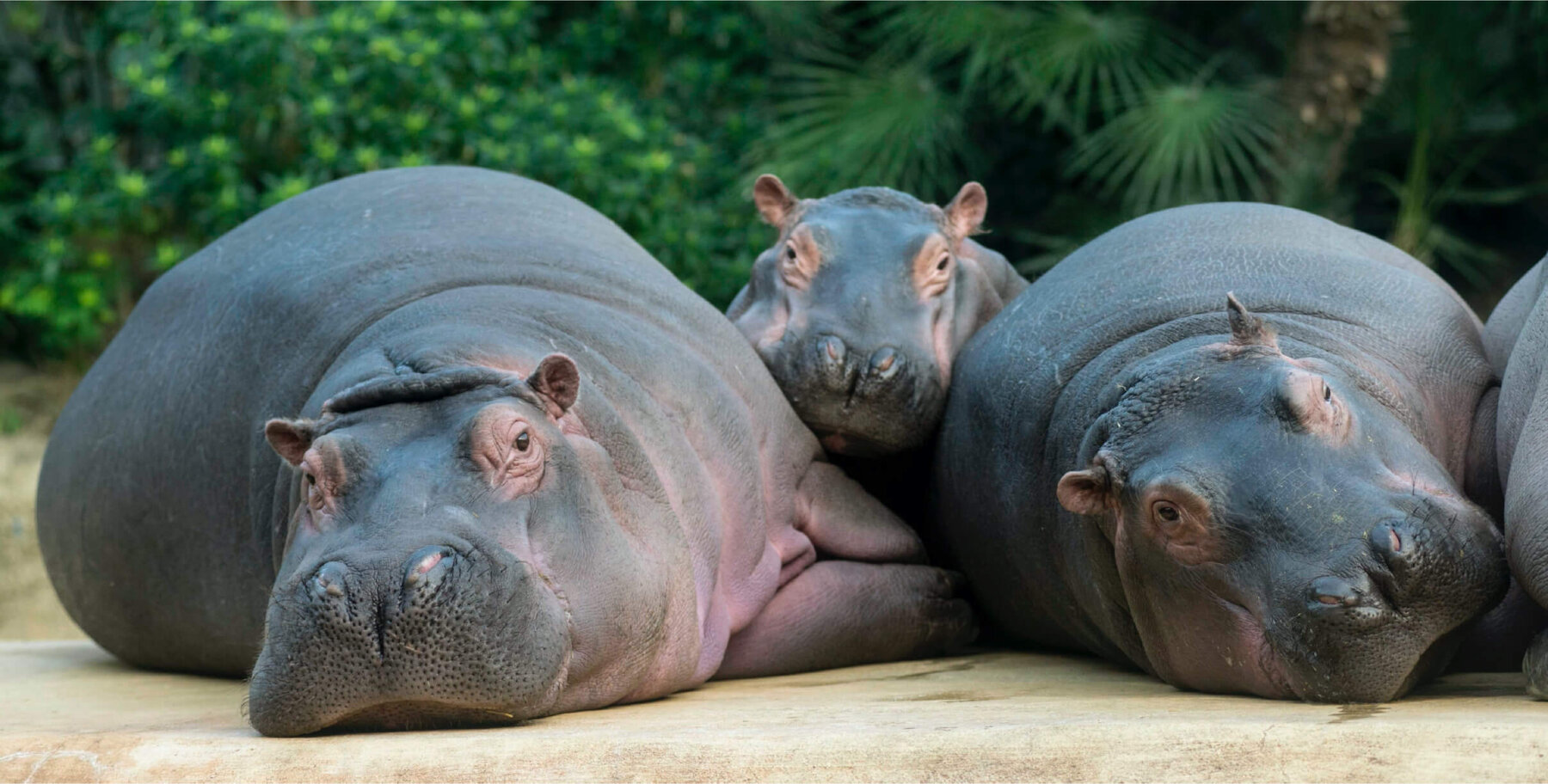 Zoologischer Garten Berlin – Bild 6