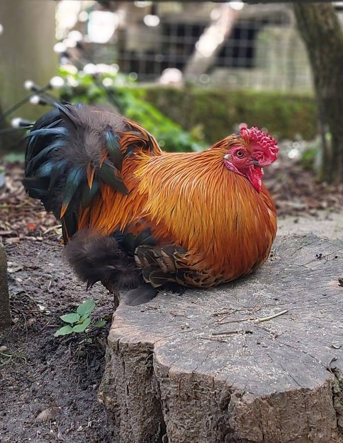 Offenbacher Waldzoo – Bild 4