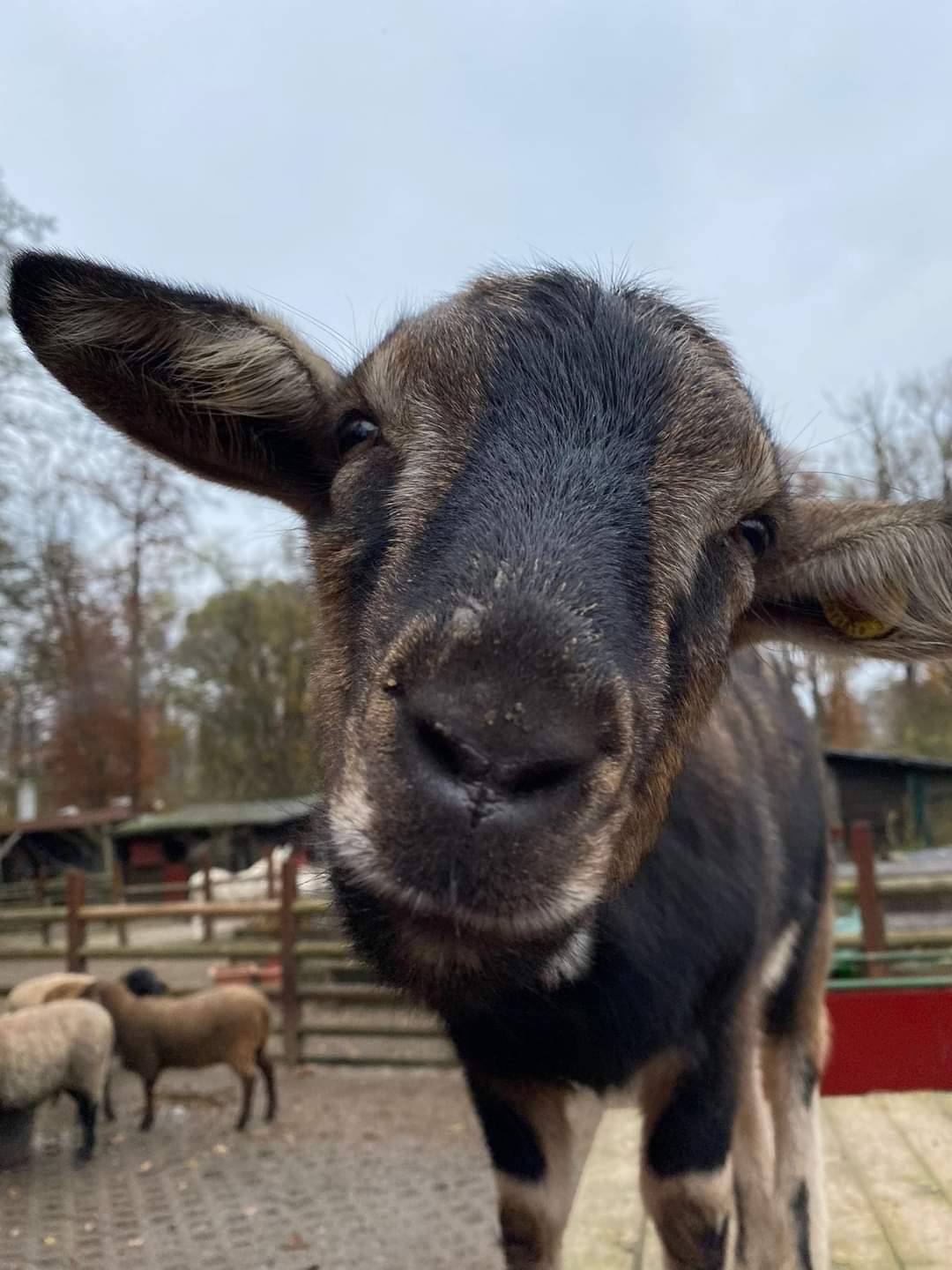 Offenbacher Waldzoo – Bild 6