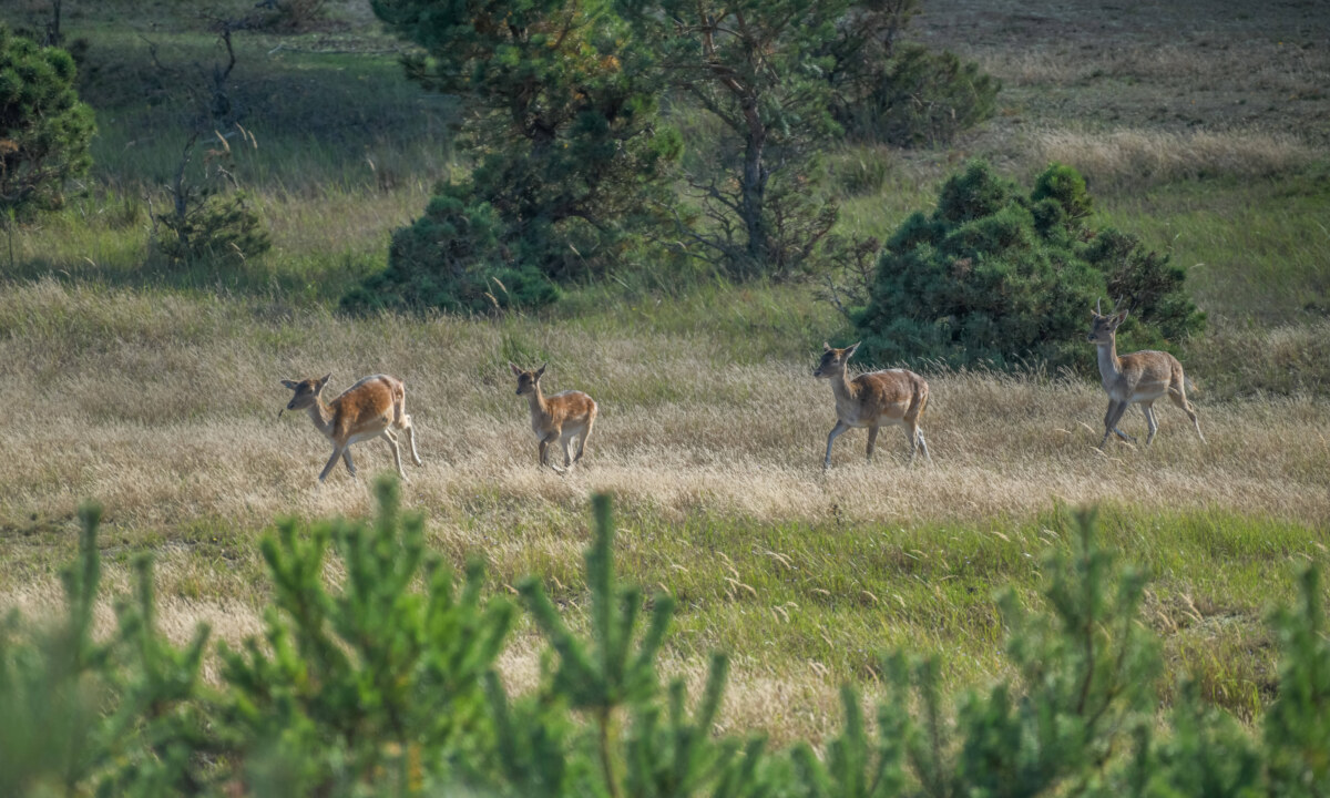 Wildtiergehege Damwild und Mufflons – Bild 3