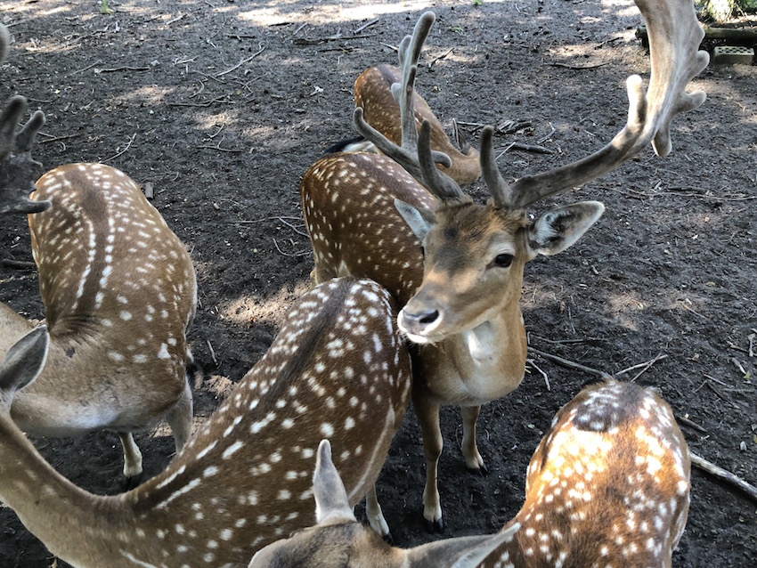 Wildtiergehege Damwild und Mufflons – Bild 5