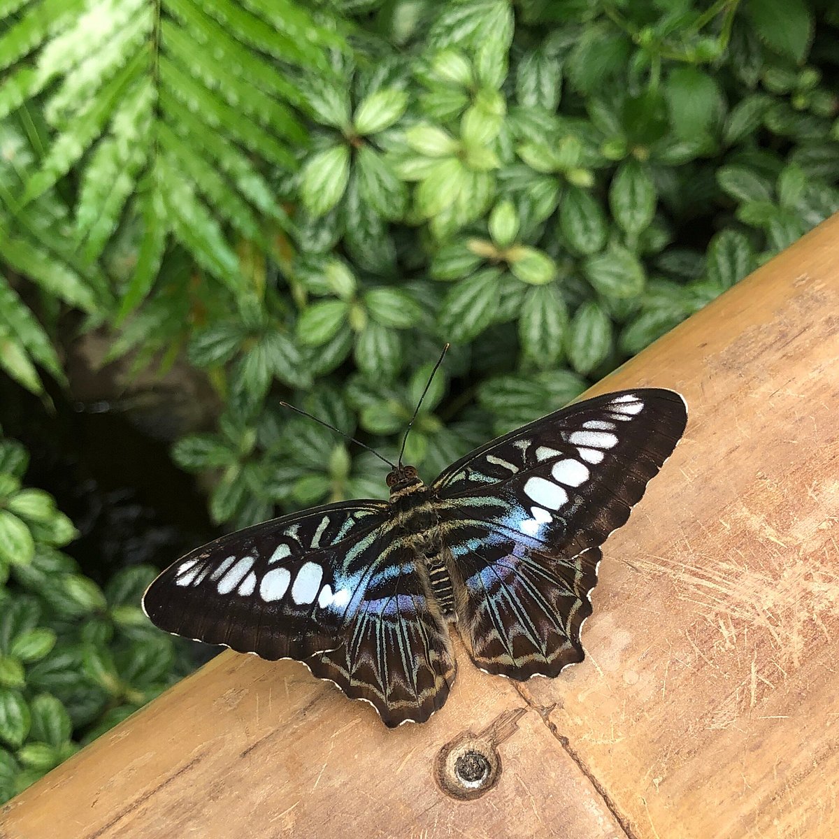 Garten der Schmetterlinge – Bild 3