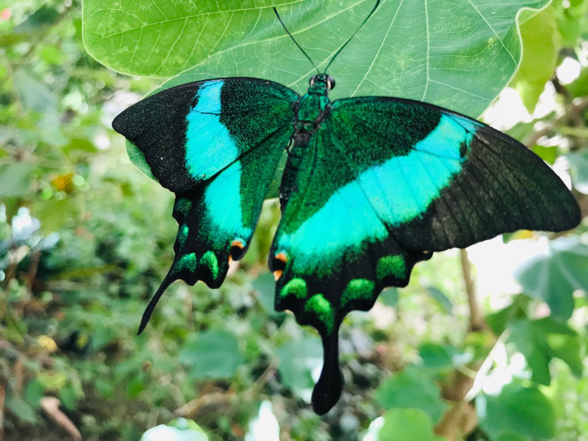 Garten der Schmetterlinge – Bild 4