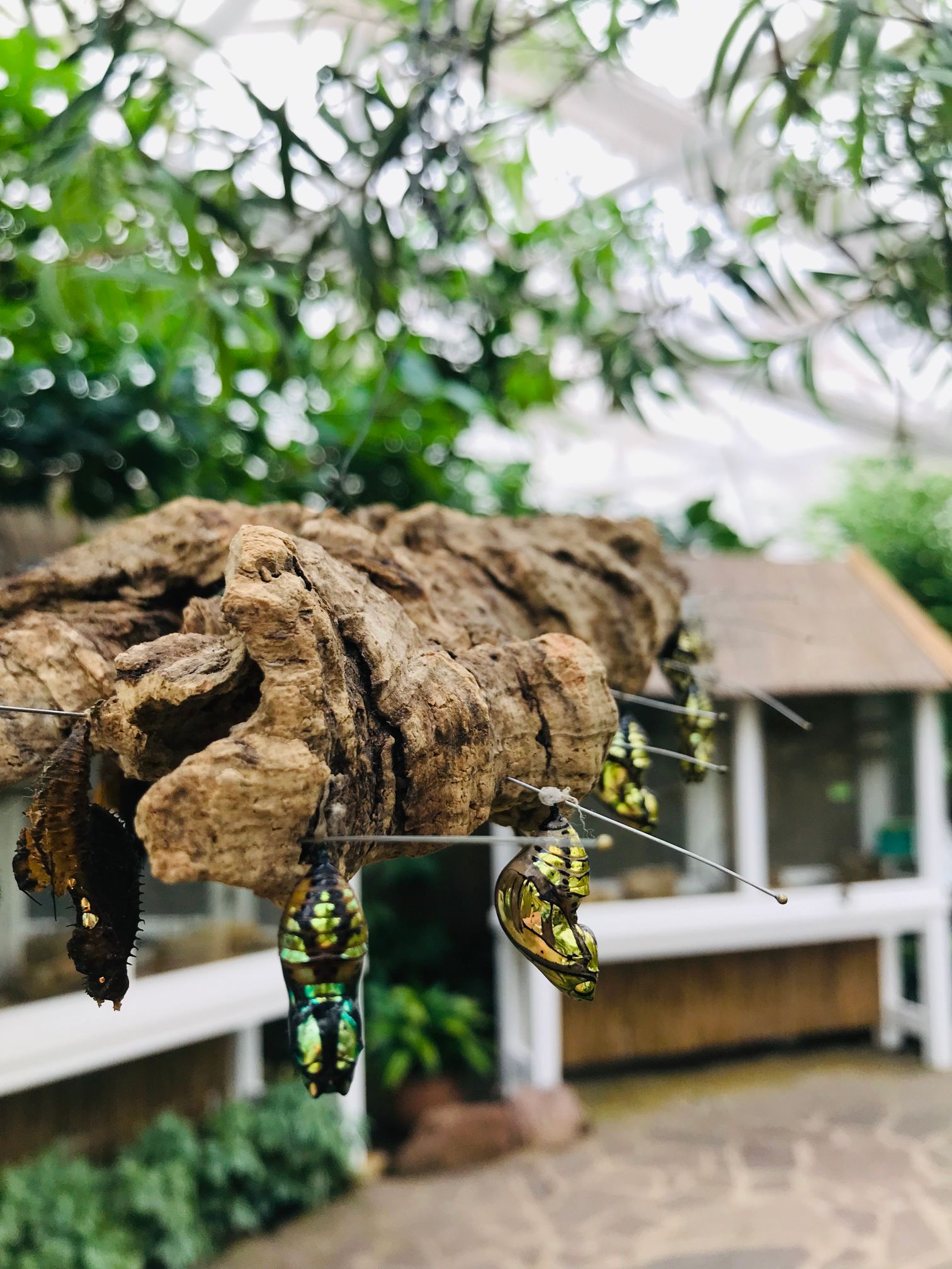 Garten der Schmetterlinge – Bild 5