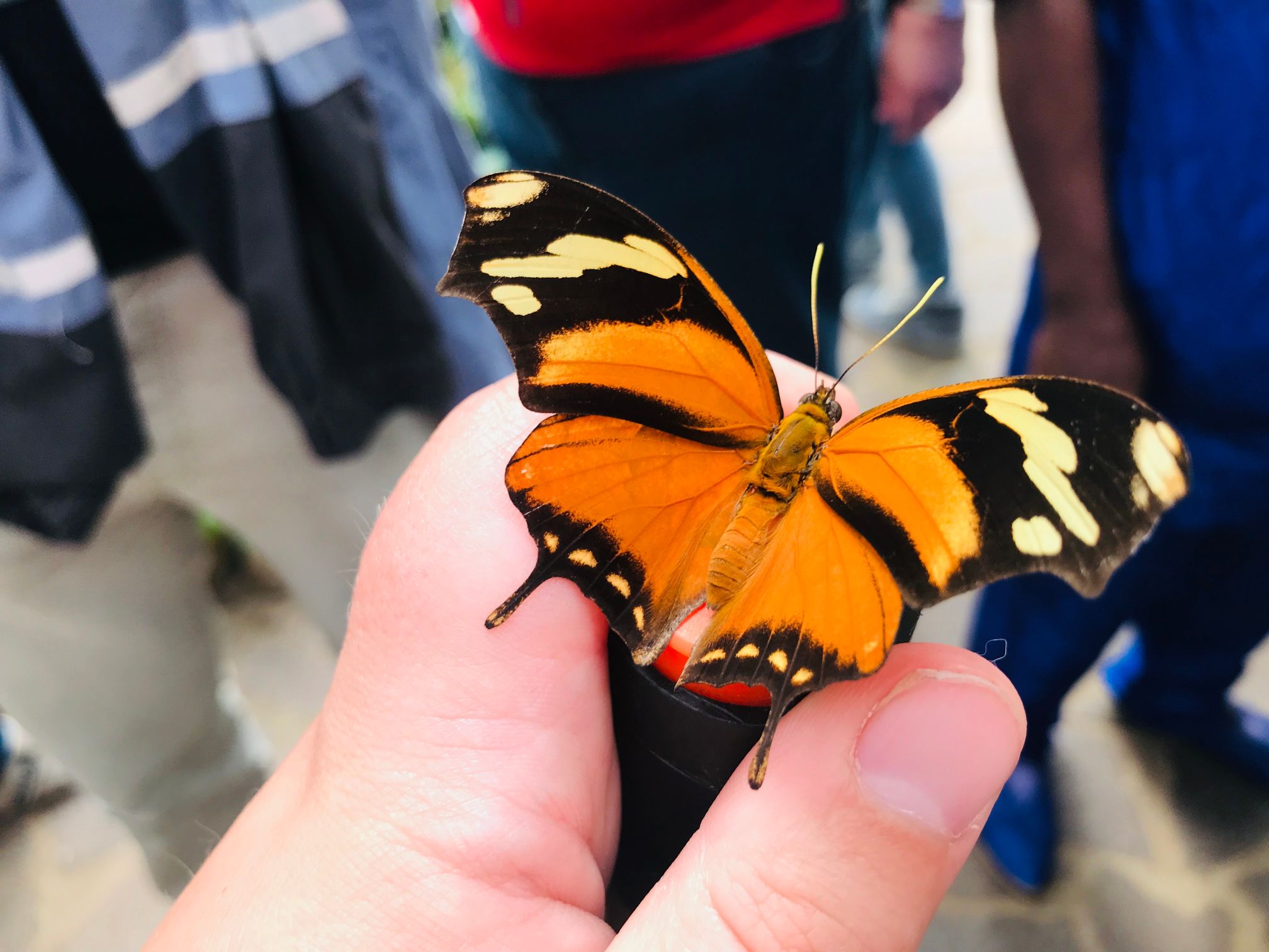 Garten der Schmetterlinge – Bild 6