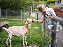 Ziegen Viva Luzern – Bild 5