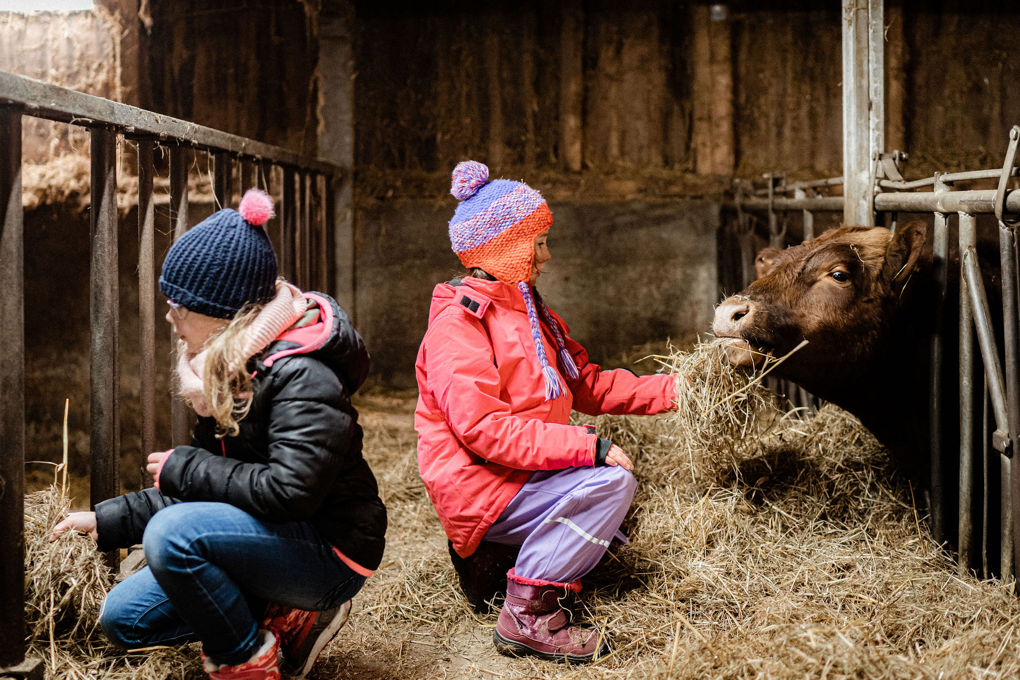 Stall Vauß-Hof Landwirtschaft – Bild 1