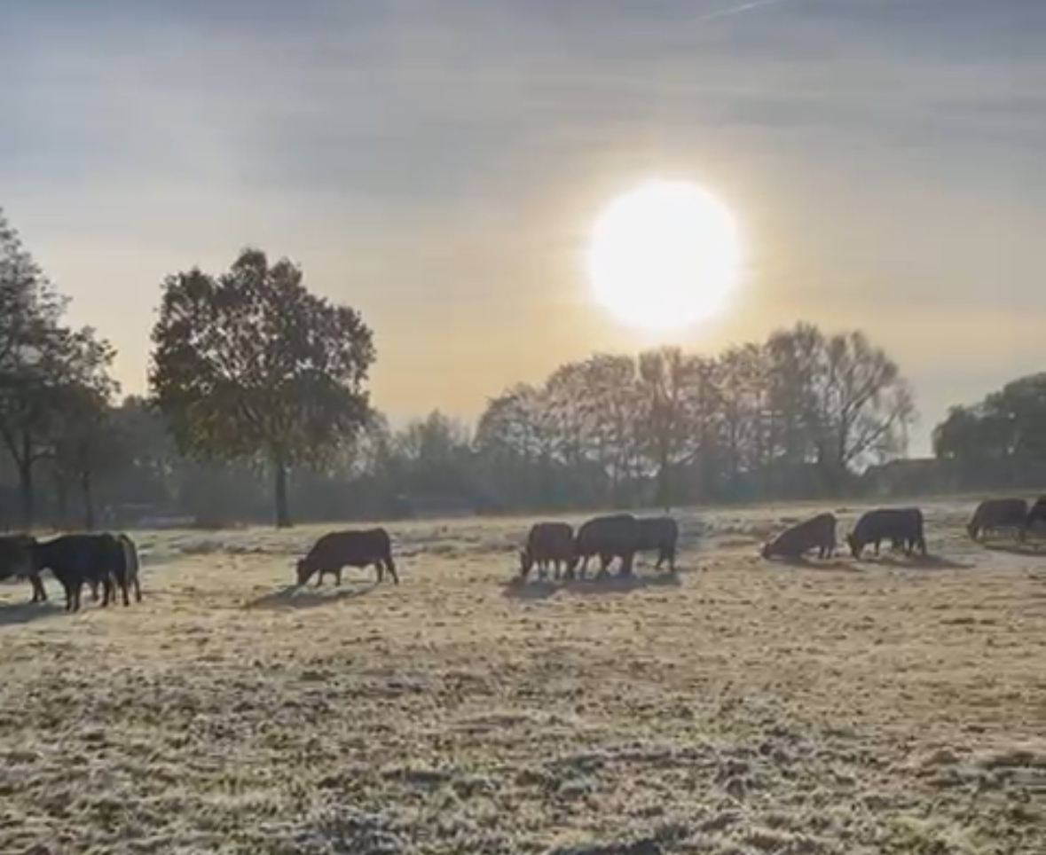 Stall Vauß-Hof Landwirtschaft – Bild 5