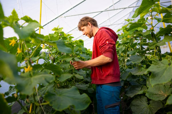 Solawi Ringstedtenhof – Bild 5