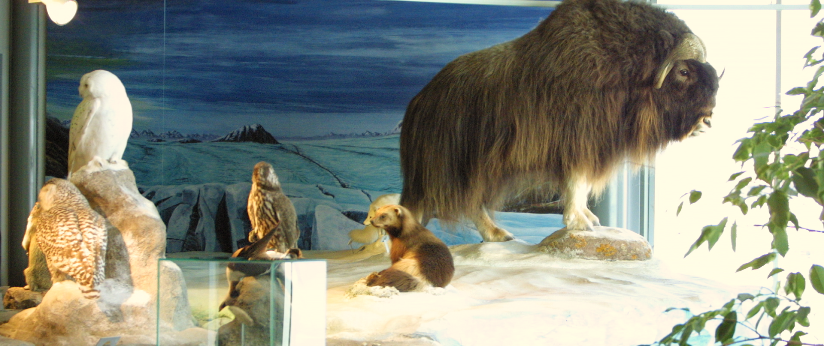 Bodensee-Naturmuseum – Bild 2