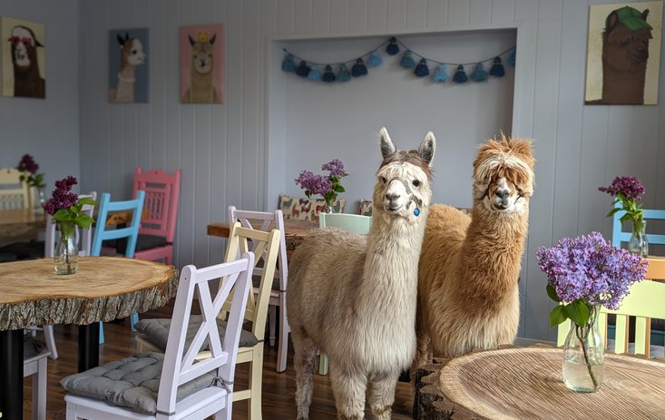 Alpakadorf - Touren, Lädchen & Café – Bild 5