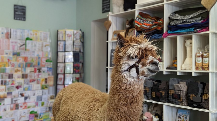 Alpakadorf - Touren, Lädchen & Café – Bild 6