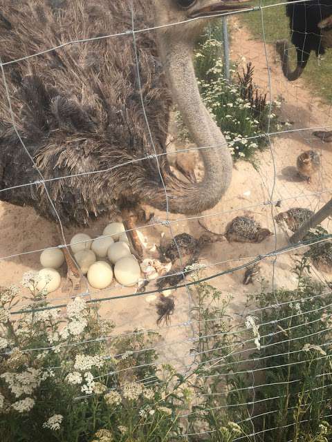 Straußenfarm Bose – Bild 1