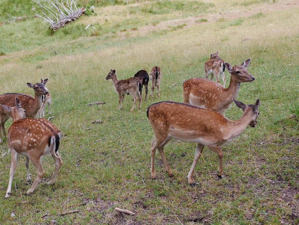 Wildgehege Salvest – Bild 4