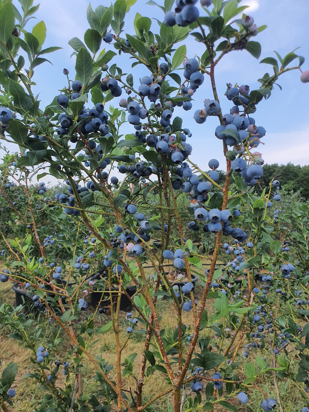 Erlebnisplantage Moritzburg – Bild 3