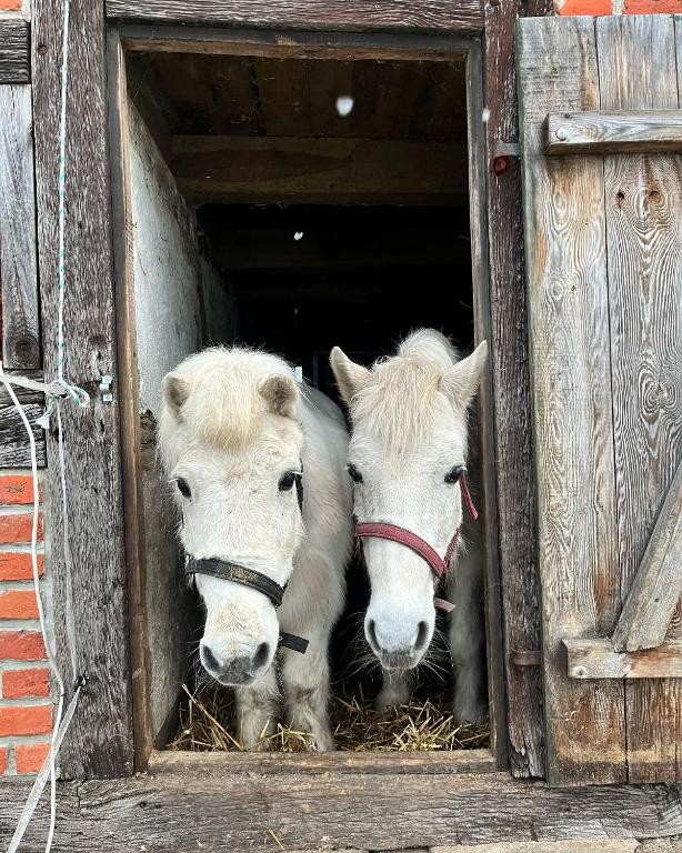 Ferien- und Bauernhof Gauster – Bild 2