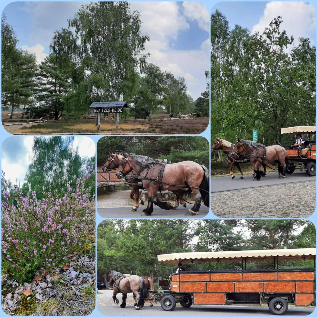 Ferien- und Bauernhof Gauster – Bild 6