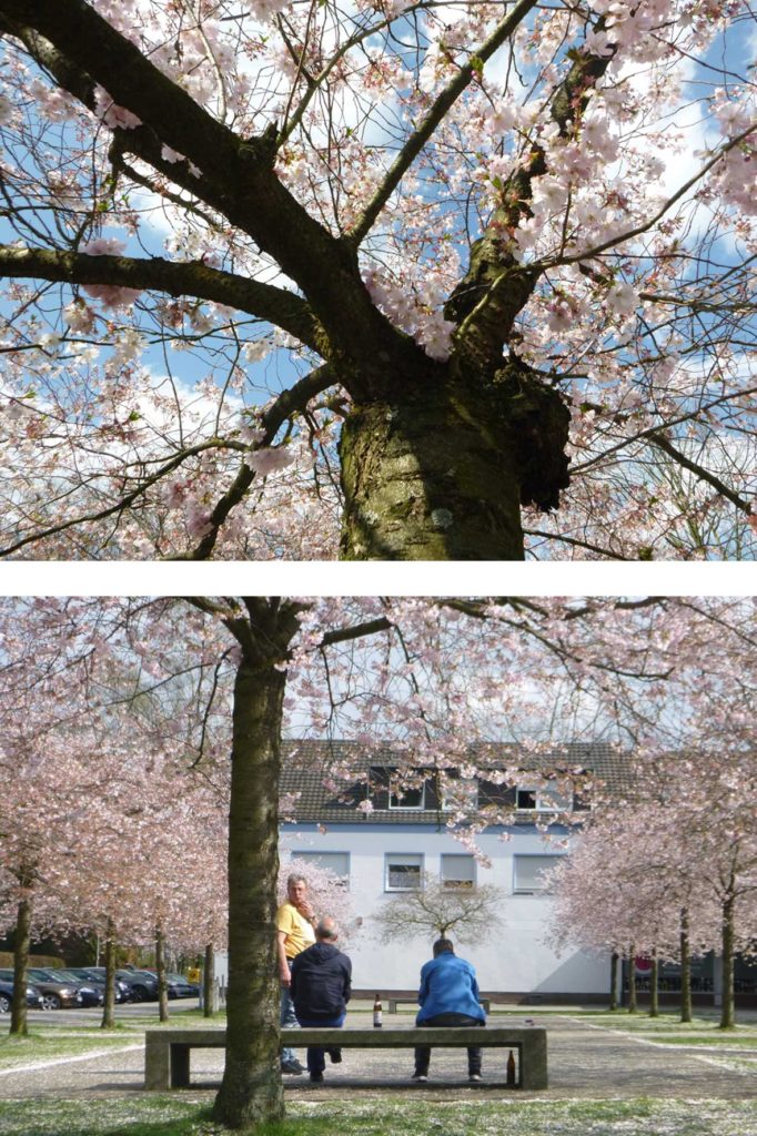 Park am Magnolienweg – Bild 2