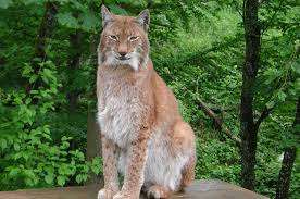 Wildpark Bruderhaus Winterthur – Bild 2