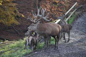 Wildpark Bruderhaus Winterthur – Bild 3