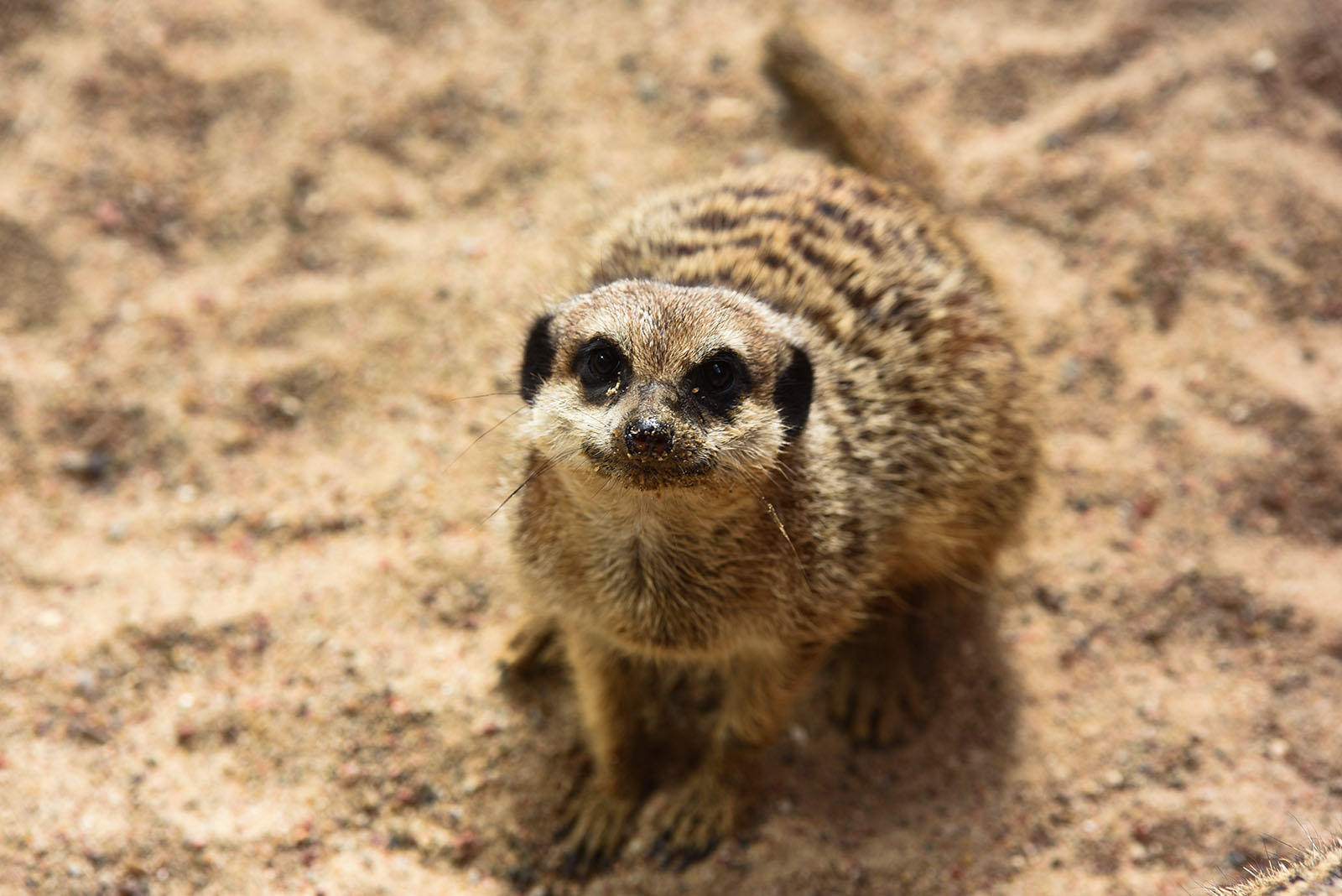 Tierpark Gettorf – Bild 4