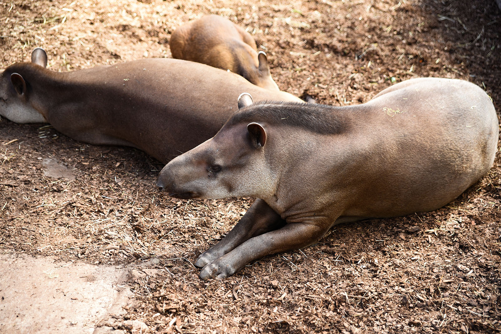 Tierpark Gettorf – Bild 5