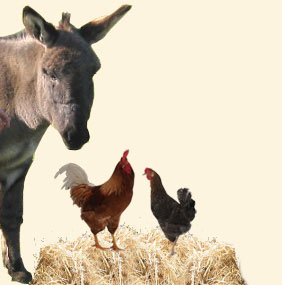 Erlebnisbauernhof Hüsby – Bild 4