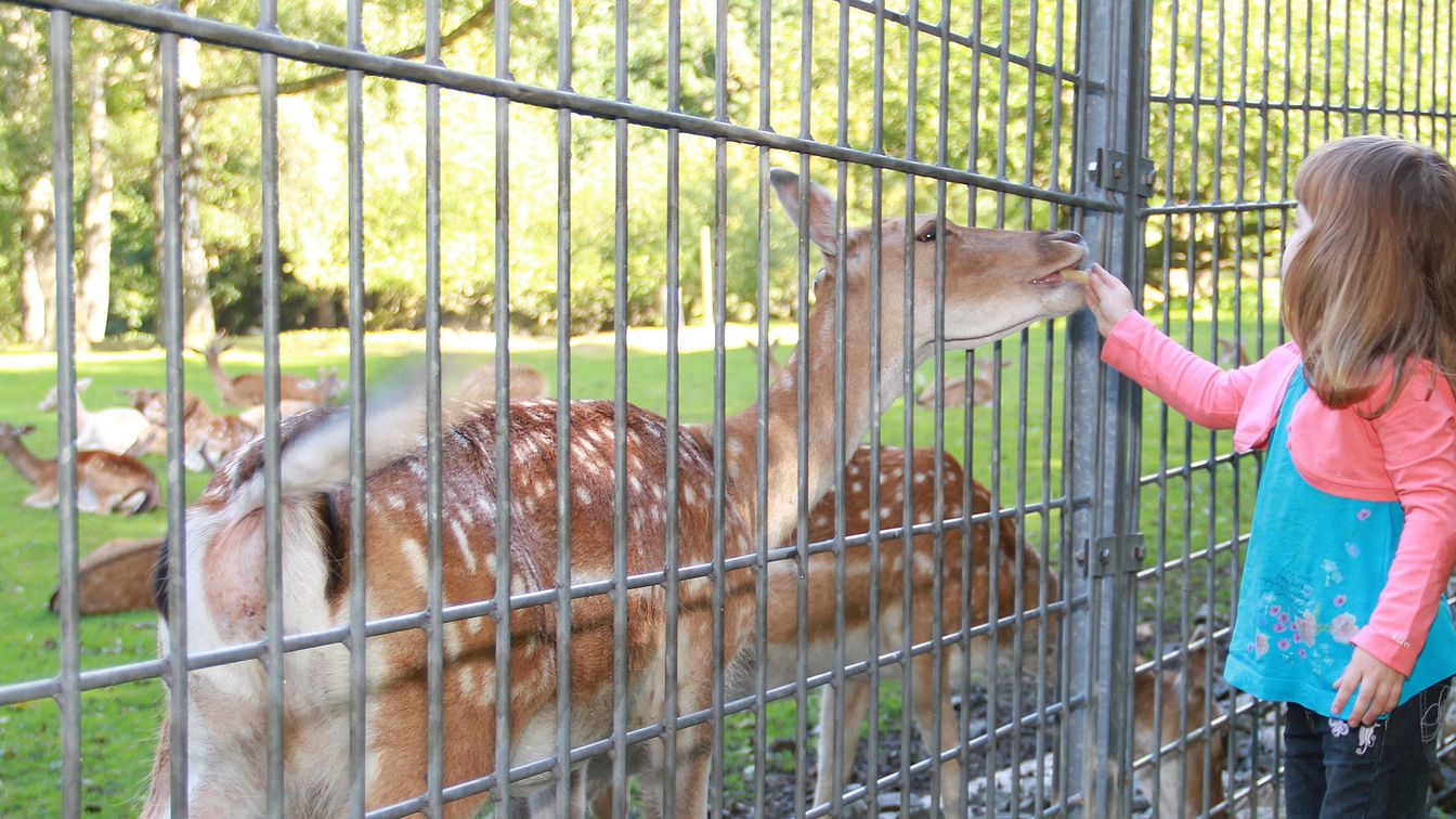 Wildgehege – Bild 2