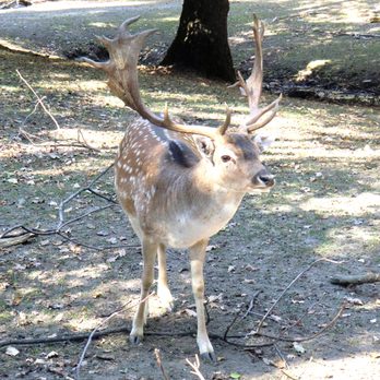 Wildgehege – Bild 3