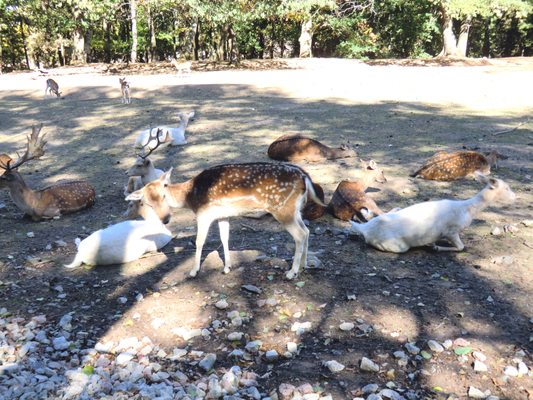 Wildgehege – Bild 4