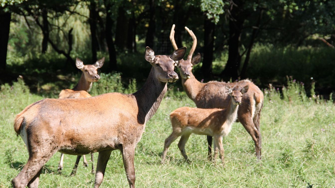 Wildgehege – Bild 5