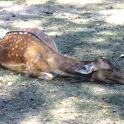 Wildgehege – Bild 6