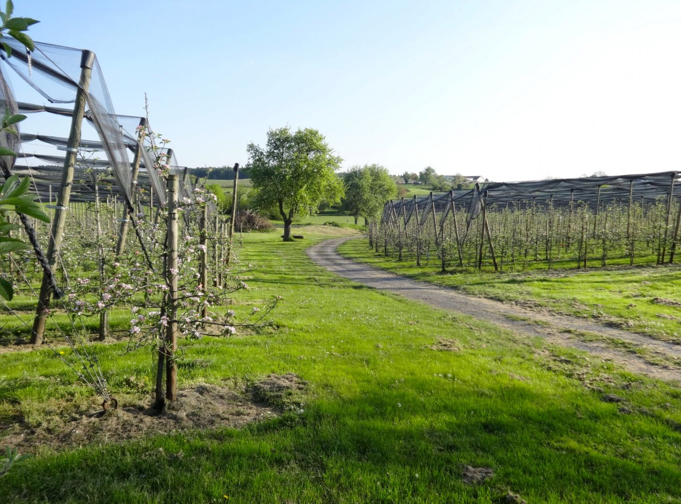 Obsthof Rembold – Bild 5