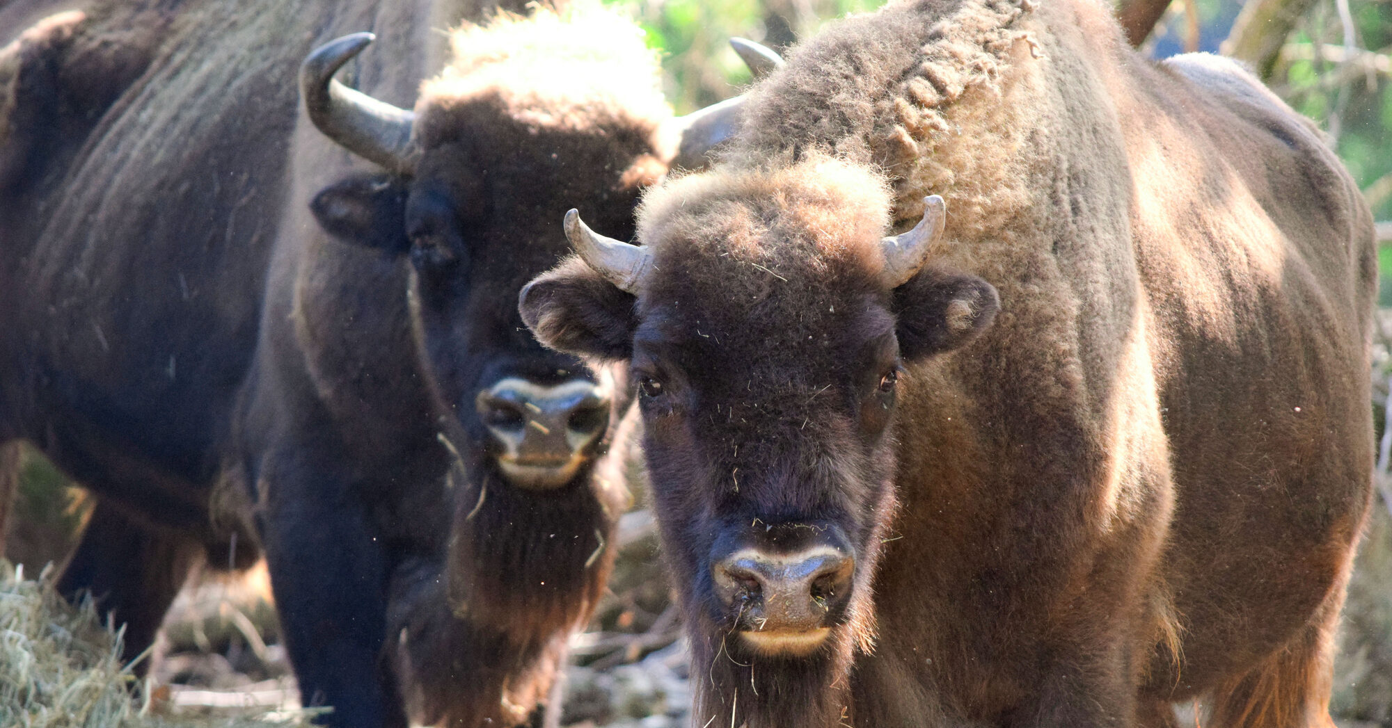Tier- und Pflanzenpark Fasanerie Wiesbaden – Bild 3