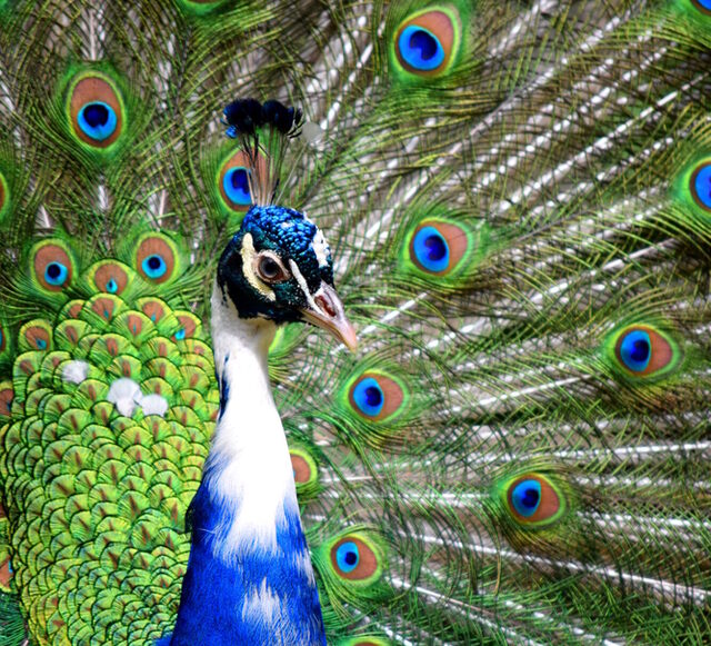 Tier- und Pflanzenpark Fasanerie Wiesbaden – Bild 4