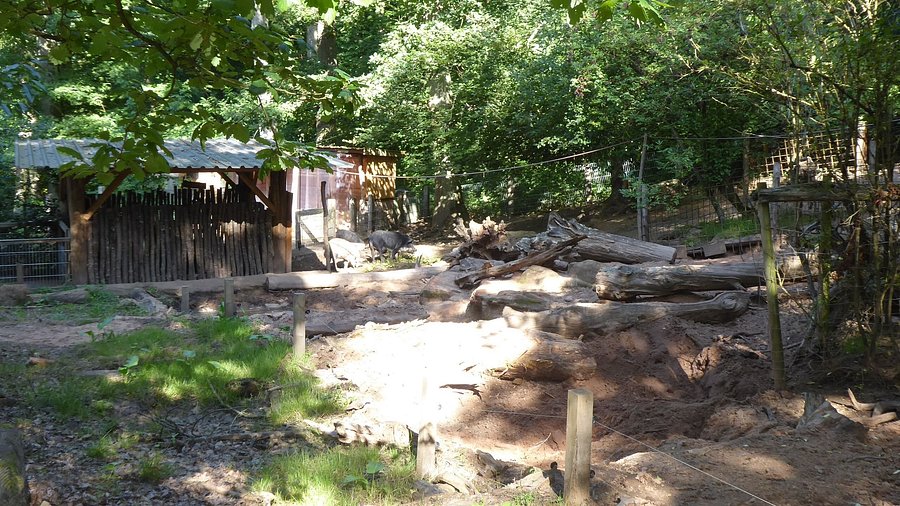 Wildfreigehege Weißhauswald – Bild 2