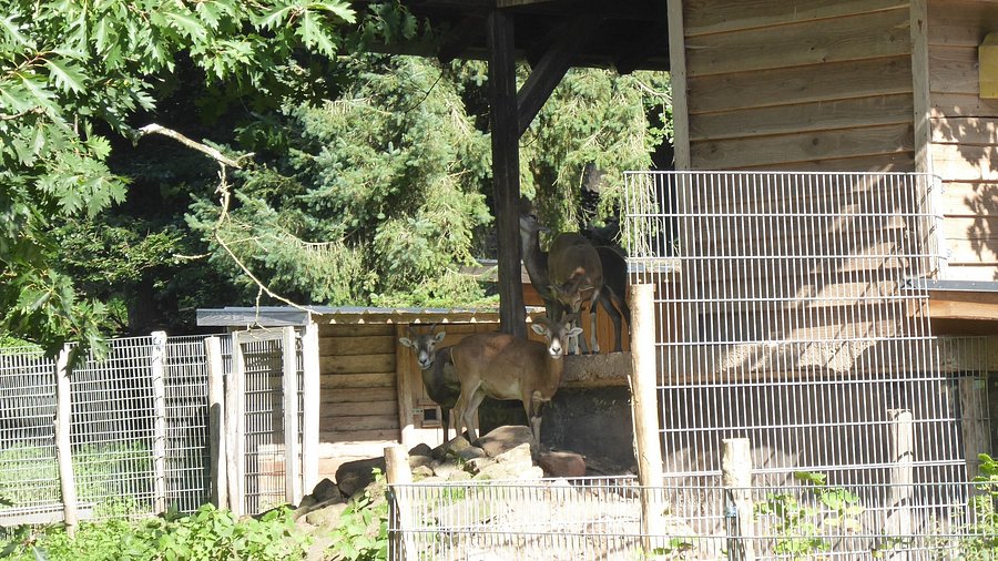 Wildfreigehege Weißhauswald – Bild 3