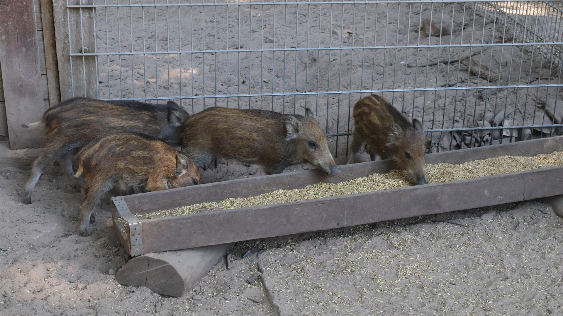 Wildfreigehege Weißhauswald – Bild 4