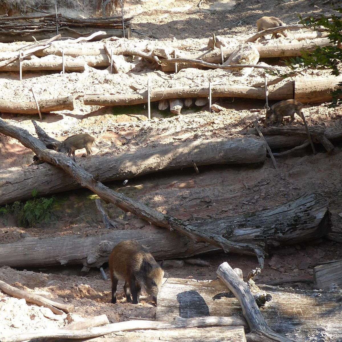 Wildfreigehege Weißhauswald – Bild 5