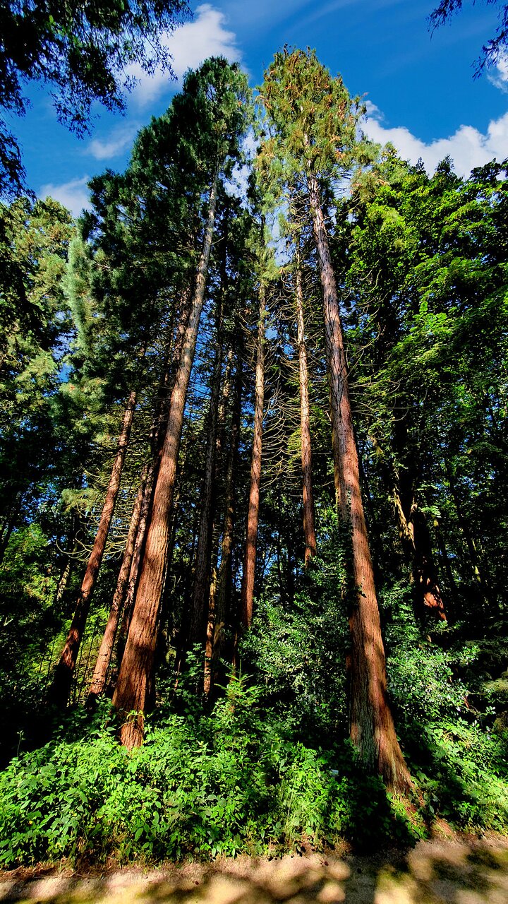 Sequoiafarm – Bild 4