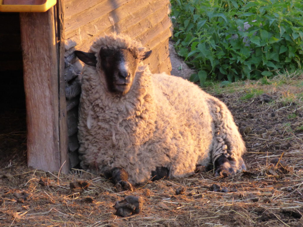 Bauernhof Stolz – Bild 3