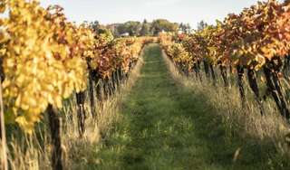 Weinbau-Heuriger Wölflinger Karl,Karin & Karl jun. – Bild 3