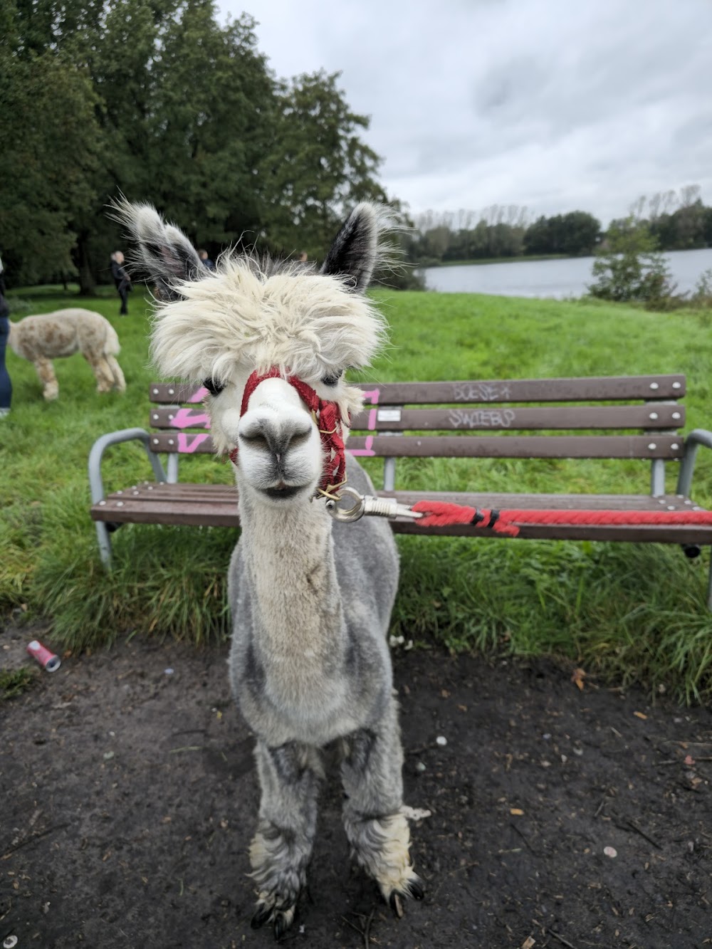 Alpakas vom Tweelbäker See Oldenburg – Bild 2