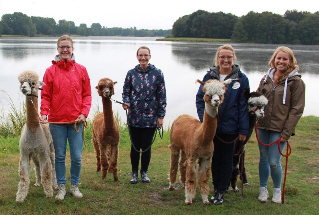 Alpakas vom Tweelbäker See Oldenburg – Bild 3