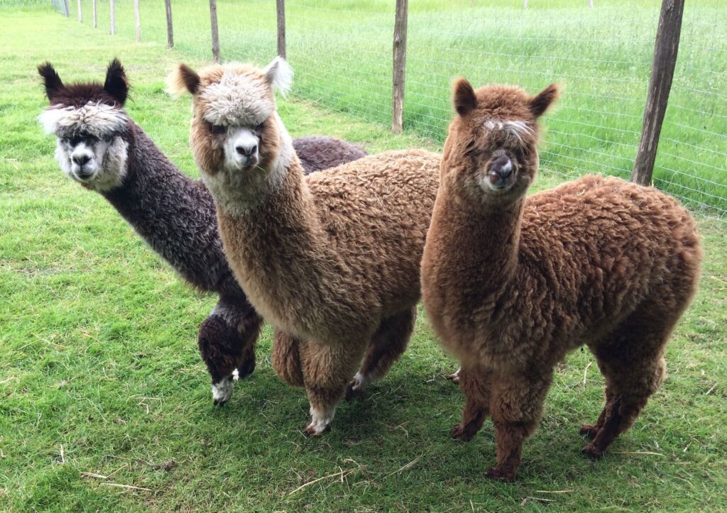Alpakas vom Tweelbäker See Oldenburg – Bild 4