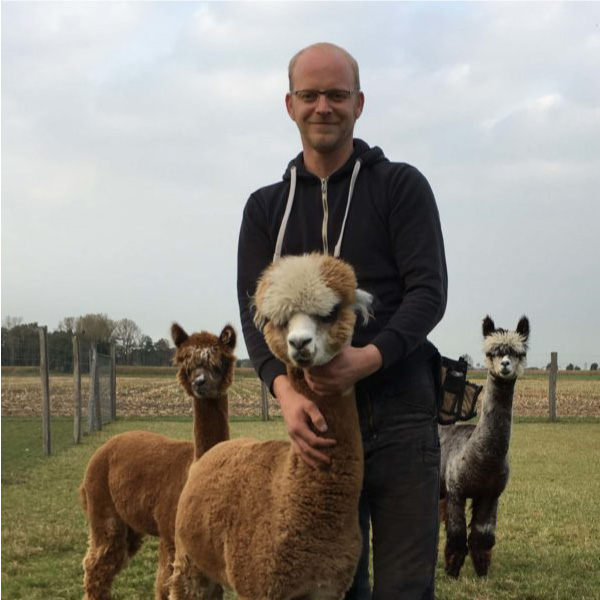 Alpakas vom Tweelbäker See Oldenburg – Bild 6