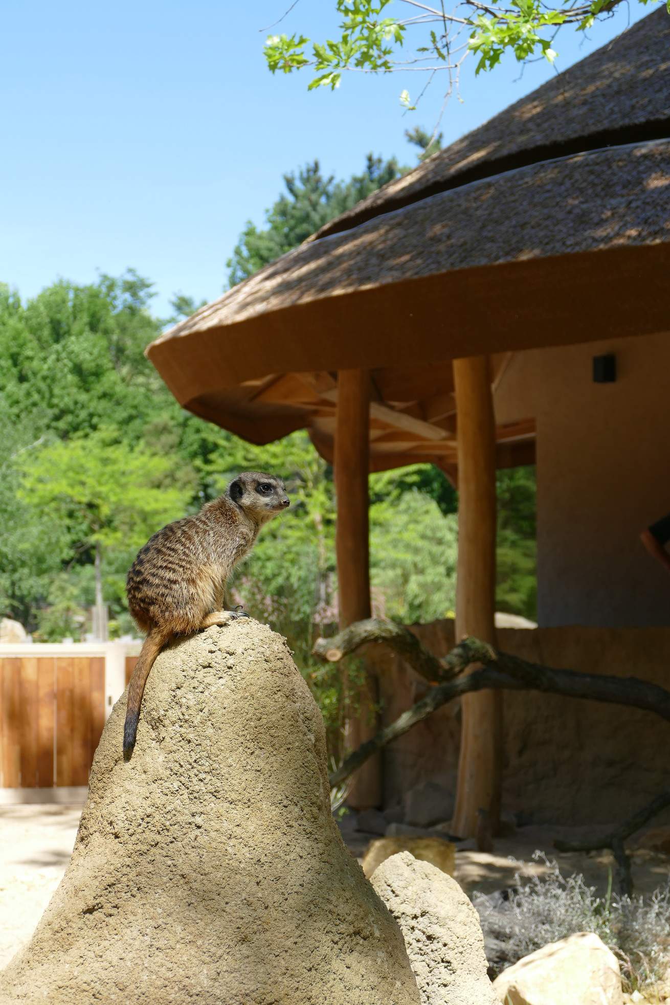 ErdmännchenLodge - Zoo Krefeld – Bild 2