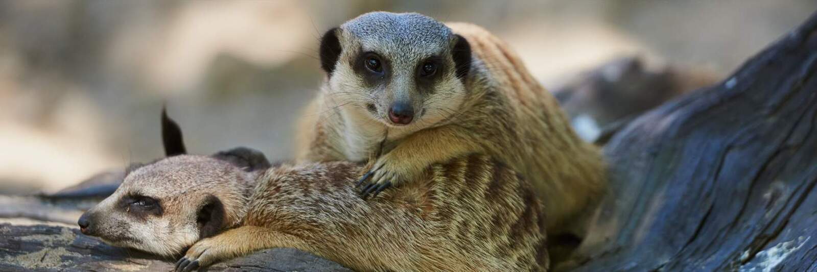 ErdmännchenLodge - Zoo Krefeld – Bild 4