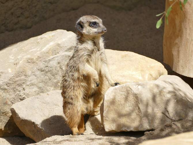 ErdmännchenLodge - Zoo Krefeld – Bild 5