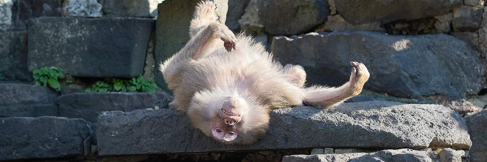 ErdmännchenLodge - Zoo Krefeld – Bild 6